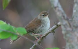 Luc Hoogenstein Cettia cetti. Cetti's zanger Saxifraga
