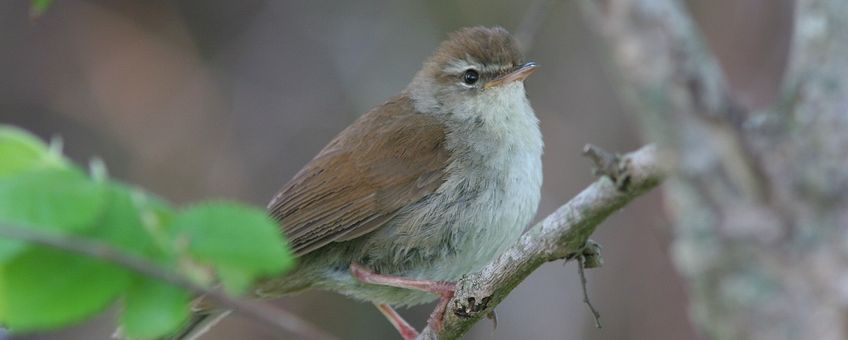 Cettia cetti. Cetti's zanger Saxifraga