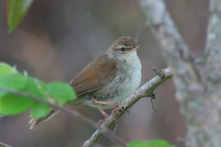 Cetti's zanger