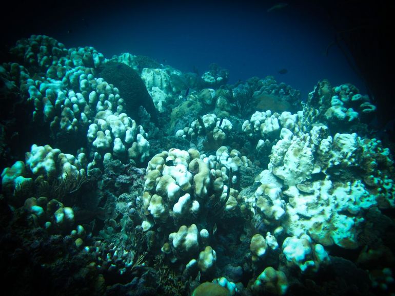 Veel van de koraalkolonies op deze foto hebben het 'bleaching event' van 2010 niet overleefd – Westpunt, Curaçao, December 2010