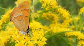 sleedoornpage - primair