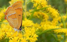 sleedoornpage - primair