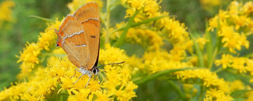 sleedoornpage - primair