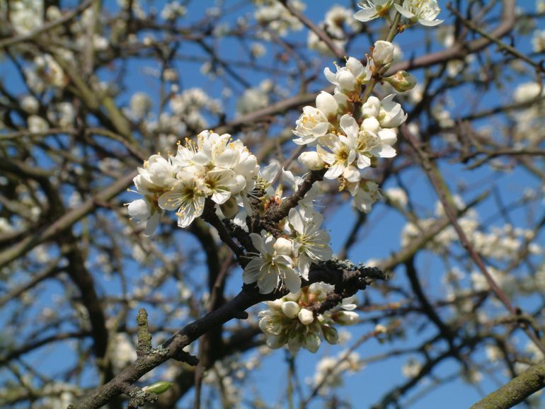 Sleedoorn (Prunus spinosa) is een inheemse struik