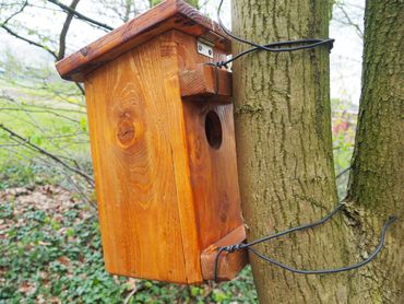 Eikelmuiskast, met de opening richting de boom