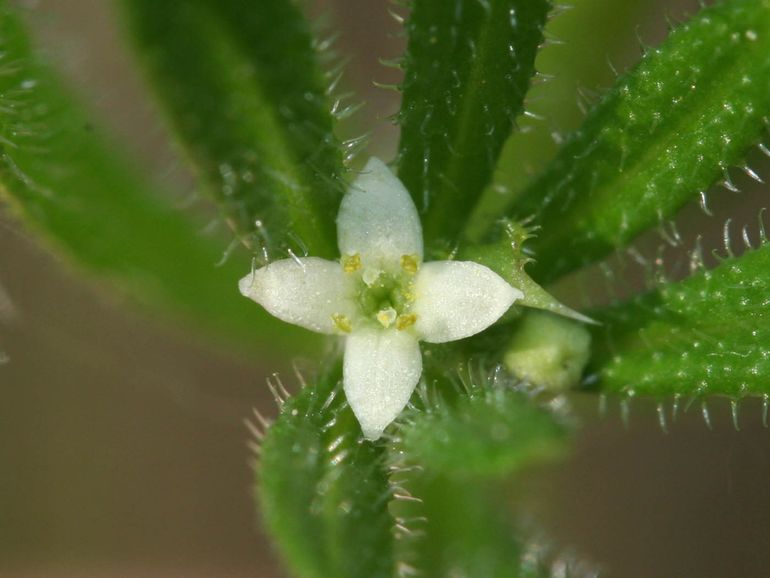 De mini-bloemetjes van kleefkruid staan langs de vierkante stengel en niet alleen aan de top