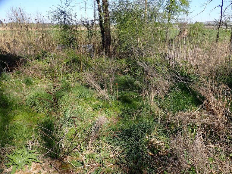 Ruige, beschaduwde vegetatie op een vindplaats van de blauwe oliekever bij Lienden