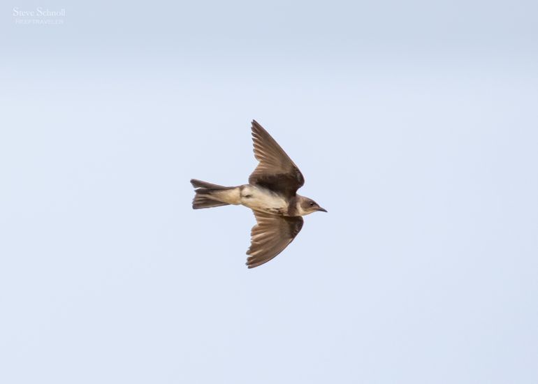 Brown-chested Martin in flight