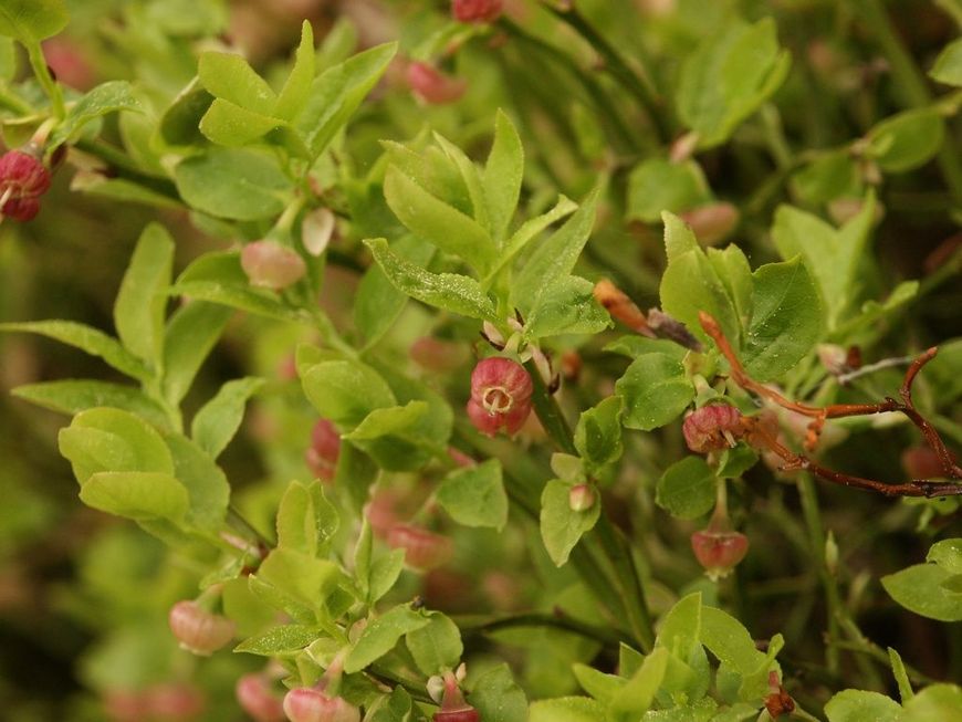 BerndH Blauwe bosbes - European blueberry