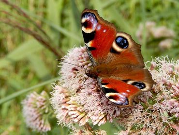 Dagpauwoog in de zomer op koninginnenkruid