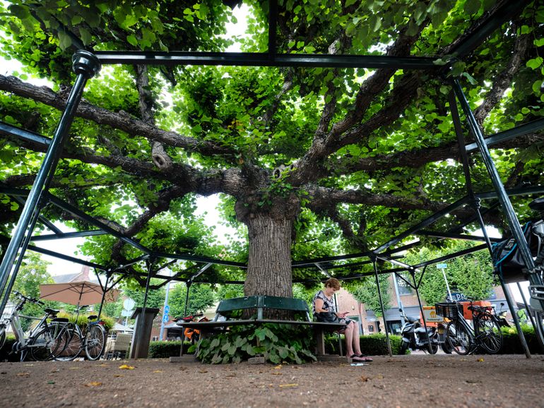 De Moeierboom op de Markt in Etten-Leur