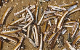 Amerikaanse zwaardschede