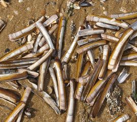 Amerikaanse zwaardschede