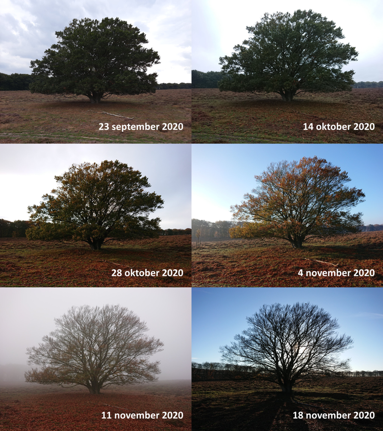 Verloop van bladverkleuring en bladval van een beuk op de Veluwe in de periode 23 september tot en met 18 november 2020. Na half oktober kwam de bladverkleuring op gang 