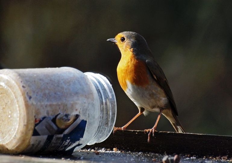 Waar zou het roodborstje in jouw tuin vandaan komen? 