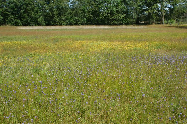 De aanwezigheid van blauwgrasland in combinatie met heide maakt Punthuizen een topgebied voor bijen