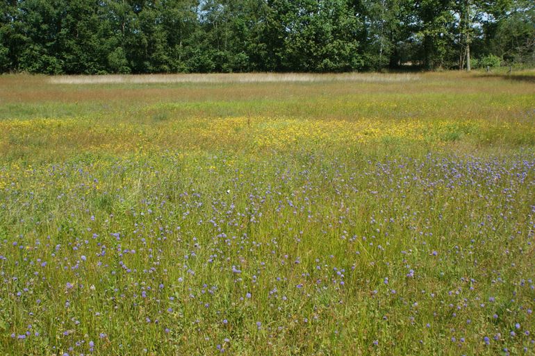 De aanwezigheid van blauwgrasland in combinatie met heide maakt Punthuizen een topgebied voor bijen