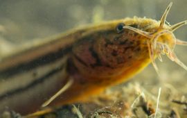 Blikonderwater Grote Modderkruiper