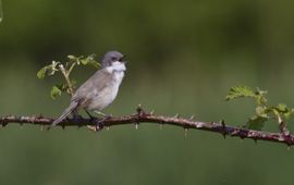 Jan Nijendijk Braamsluiper Saxifraga