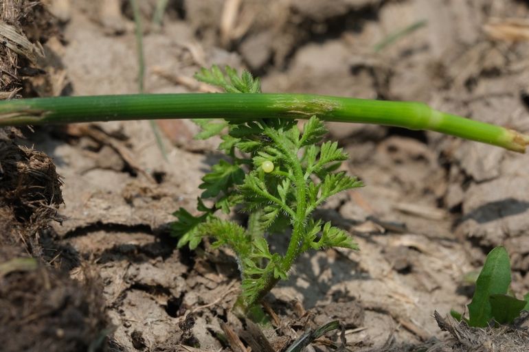 Eitje van koninginnenpage op wilde-peen-plantje