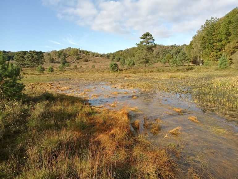 Een onderzocht ven op de Brunssummerheide