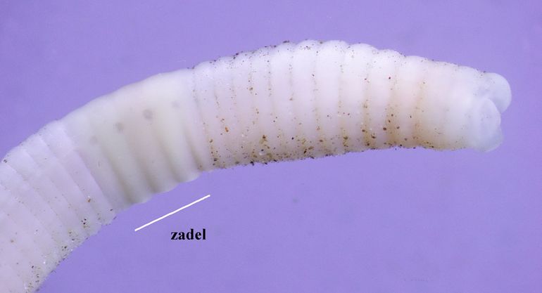 Plek van het zadel bij de fosforworm. Door ethanol is dit exemplaar wit geworden