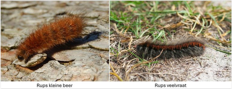 De rupsen van kleine beer en veelvraat overwinteren als rups