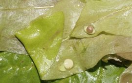 salamandereitjes in gevouwen blaadjes van waterplanten (moeras-vergeet-me-niet) links kamsalamander (wit) en rechts kleine watersalamander (grijs)