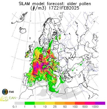 Verwachting elzenpollenconcentratie in Europa voor 21 februari om 17 uur. Verwachting gemaakt op 18 februari