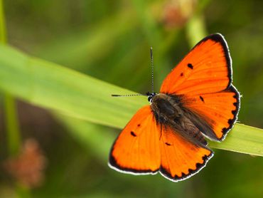 De grote vuurvlinder in Nederland is een endemische ondersoort, die buiten ons land niet voorkomt