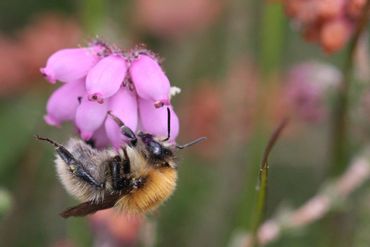 Heidehommel op gewone dophei op natte heide