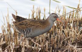 Rallus aquaticus. Waterral