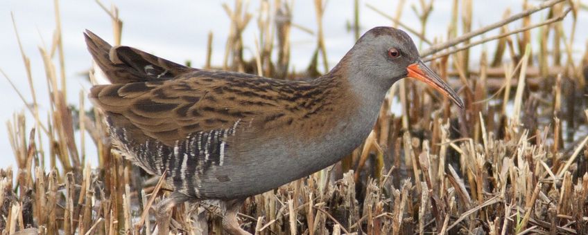 Rallus aquaticus. Waterral