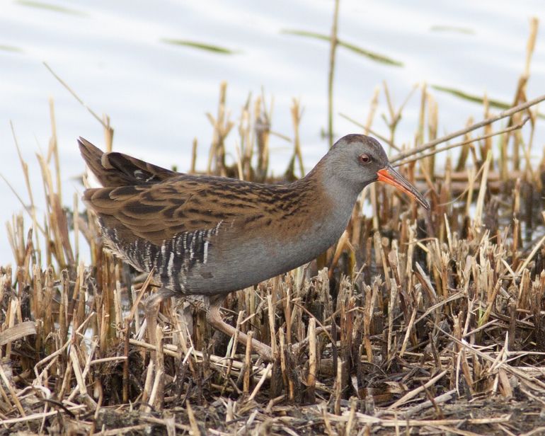 De waterral houdt zich het liefst verstopt