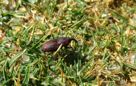 Grassnuitkever op golfbaan met aangetast gras