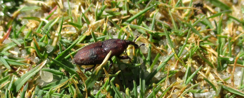 Grassnuitkever op golfbaan met aangetast gras