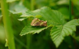 Koperuil, Diachrysia chrysitis - Heemtuin Leiderdorp, 22 juni 2026