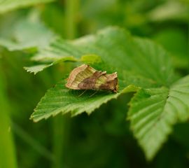 Koperuil, Diachrysia chrysitis - Heemtuin Leiderdorp, 22 juni 2026