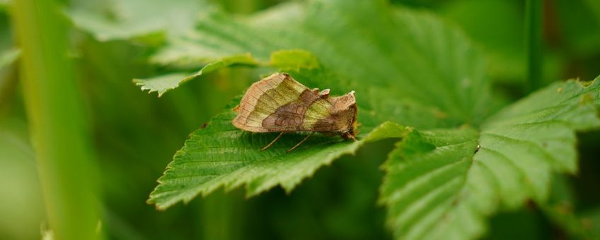 Koperuil, Diachrysia chrysitis - Heemtuin Leiderdorp, 22 juni 2026