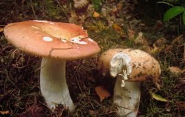 Grote berkenrussula met vraatplek eekhoorn