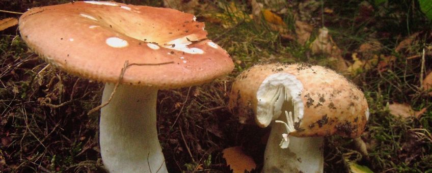 Grote berkenrussula met vraatplek eekhoorn