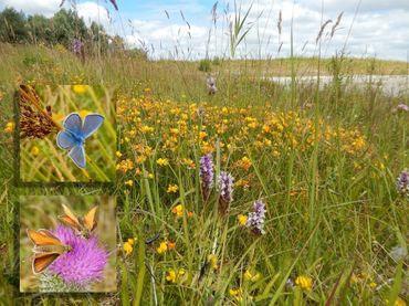 Een locatie tijdelijke natuur uit de 'Port of Amsterdam', waar zich al snel icarusblauwtjes en zwartsprietdikkopjes massaal vestigden