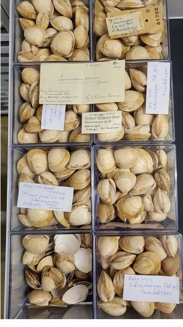 Een lade met enkele honderden Noorse hartschelpen verzameld na de storm van 1953, uit de collectie van Naturalis