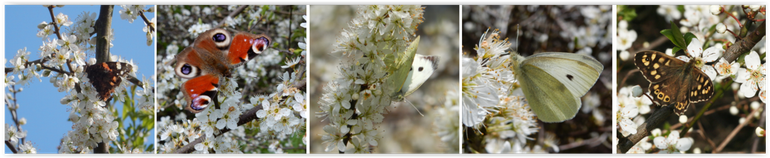 Enkele voorjaarsvlinders op sleedoorn: v.l.n.r. atalanta, dagpauwoog, groot koolwitje, klein koolwitje & bont zandoogje