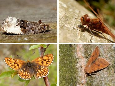 Er zijn experts en gidsen aanwezig van libellen, macro- en micronachtvlinders en dagvlinders