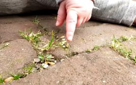 Vroegeling citizen science Nature Today