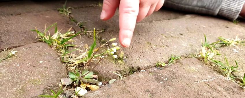 Vroegeling citizen science Nature Today