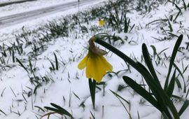 Narcis sneeuw 22 jan 2019 Arnold van Vliet