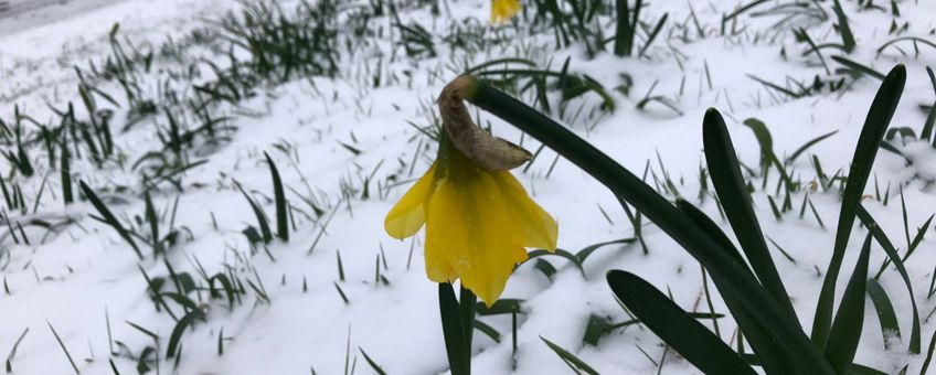Narcis sneeuw 22 jan 2019 Arnold van Vliet