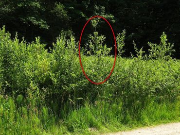 De vindplaats van de rupsen van de grote vos in het Kuinderbos